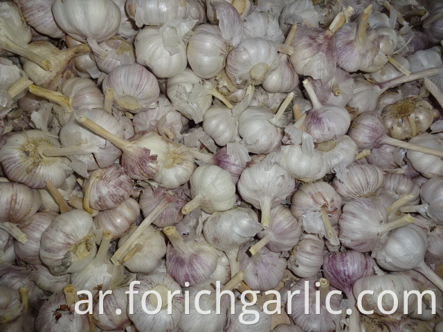 Jinxiang Common White Garlic